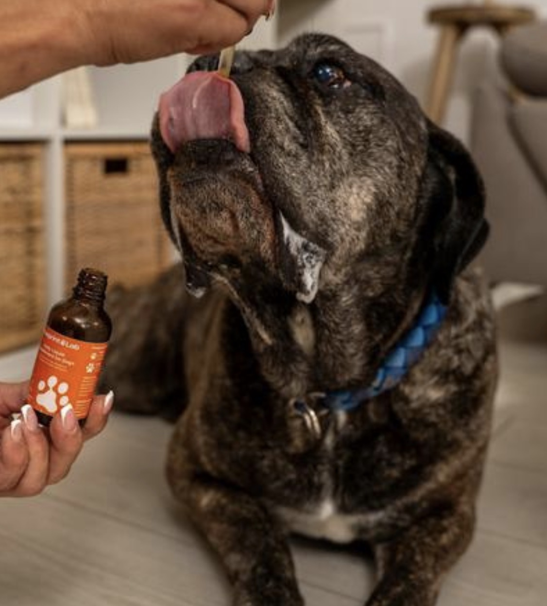 Pawprint Lab Supplement